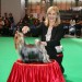 Crufts 2011 Open Class  VHC &#9830; 
Many thanks to the Judge of breed - Joe Magri (England)